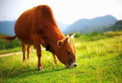 ​老黄牛象征的意义是什么（老黄牛象征着什么呢）