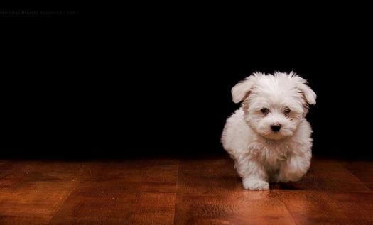 家有萌宠:宠物不能吃什么?