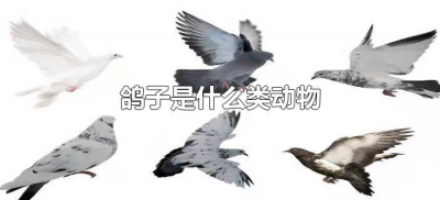 ​鸽子是什么类动物（鸽子是属于什么类动物）