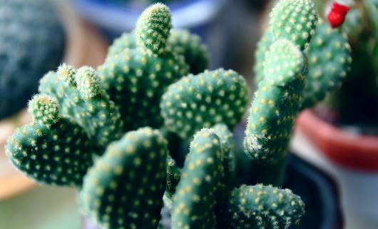 仙人掌的花语-仙人掌怎么养殖?