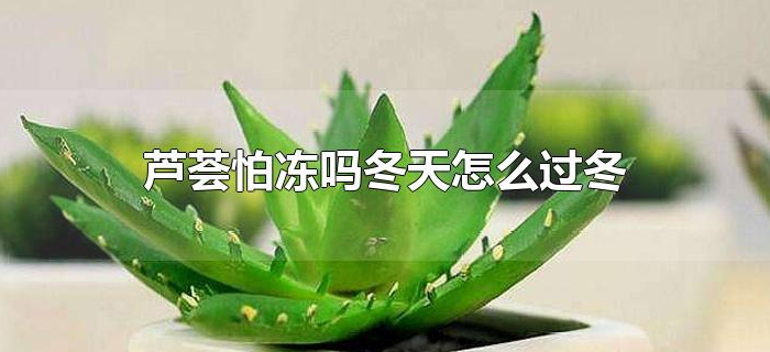 芦荟怕冻吗冬天怎么过冬