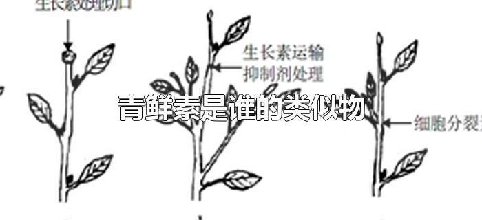 青鲜素是谁的类似物 青鲜素是谁的类似物