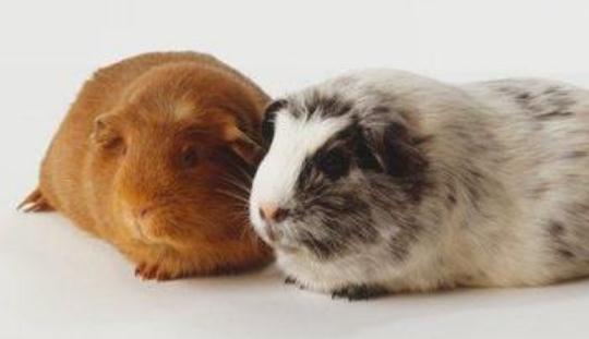 秘鲁缎毛天竺鼠怎么养?秘鲁缎毛天竺鼠生活环境