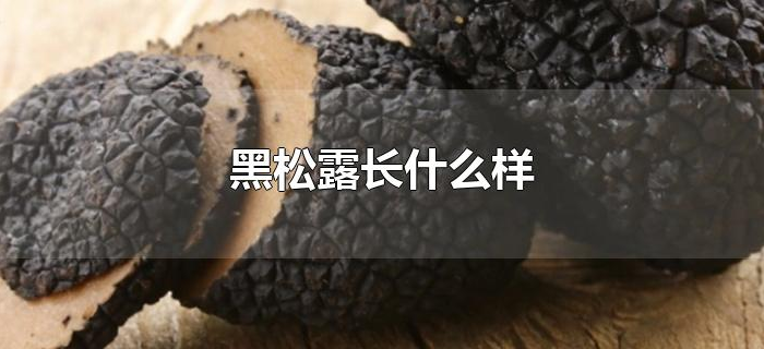 黑松露长什么样 黑松露长什么样