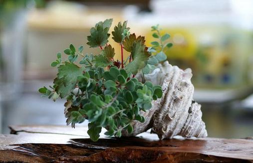 家庭养花需要注意哪些事项?