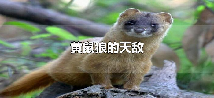 黄鼠狼的天敌 黄鼠狼的天敌