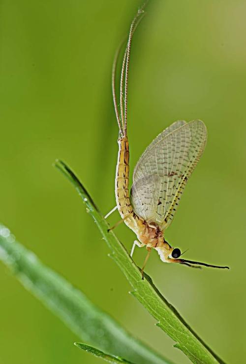 蜉蝣是什么（蜉蝣简述）