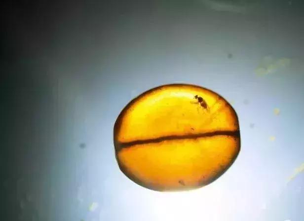 世界上最珍贵的琥珀有哪几种(琥珀在历史长河中留下了哪些痕迹)(2)