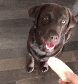 可爱又不咬人的三大宠物狗狗（狗界公认的乖乖狗）(9)