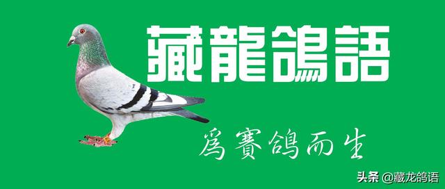 放鸽子的正确方式图(放鸽子与关鸽子的学问)(3)