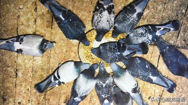 放鸽子的正确方式图(放鸽子与关鸽子的学问)(1)