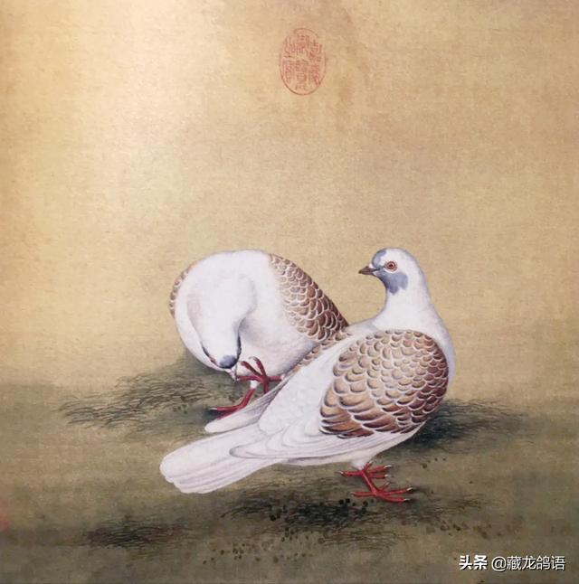 放鸽子的正确方式图(放鸽子与关鸽子的学问)(2)