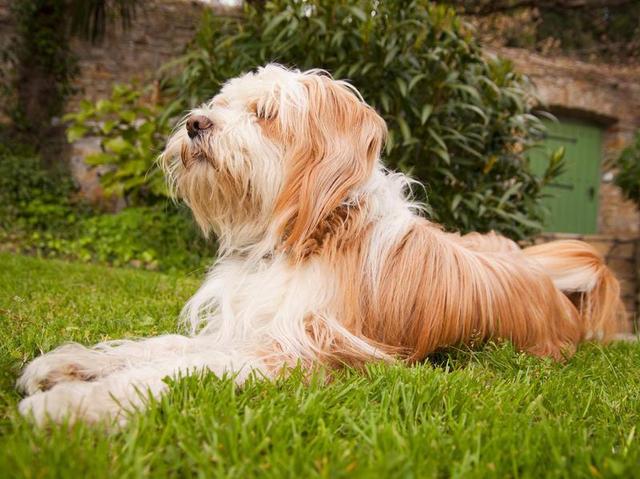 可爱的小狗排行榜前十名品种（最好的小狗品种你都知道吗）(49)