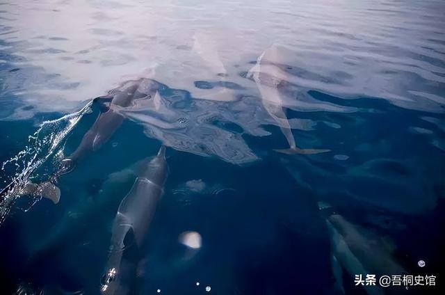 粉色海豚物种(跨物种的人豚恋)(35)