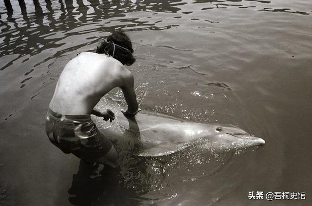 粉色海豚物种(跨物种的人豚恋)(5)