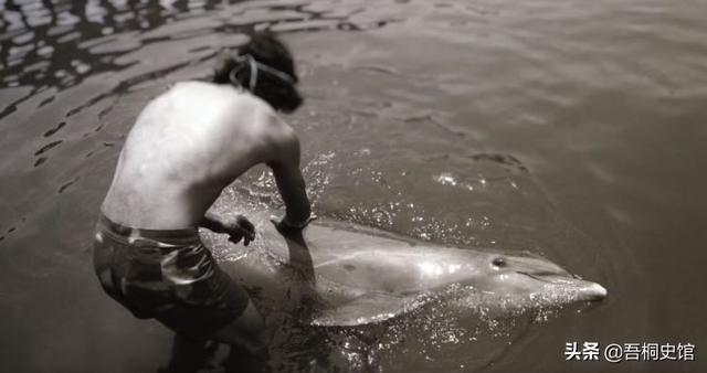 粉色海豚物种(跨物种的人豚恋)(7)