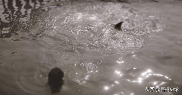 粉色海豚物种(跨物种的人豚恋)(6)