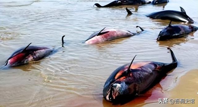 粉色海豚物种(跨物种的人豚恋)(17)