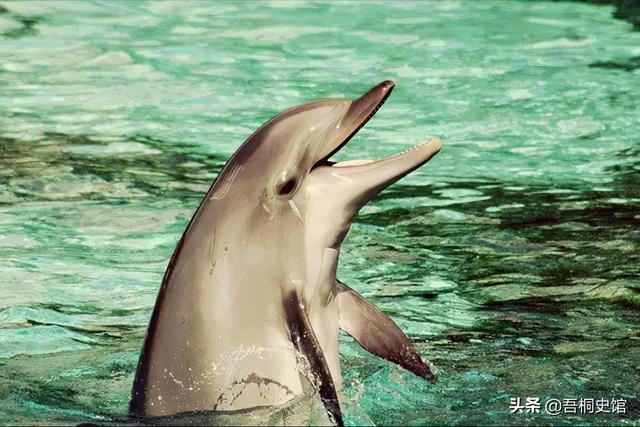 粉色海豚物种(跨物种的人豚恋)(26)