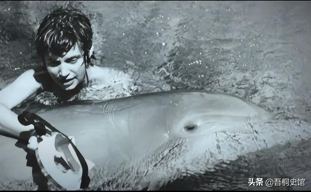 粉色海豚物种(跨物种的人豚恋)(22)