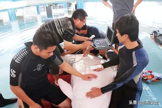 粉色海豚物种(跨物种的人豚恋)(36)