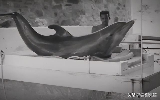 粉色海豚物种(跨物种的人豚恋)(24)