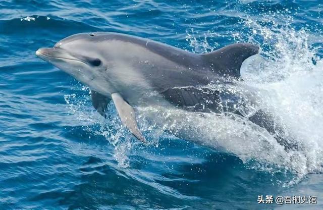 粉色海豚物种(跨物种的人豚恋)(33)