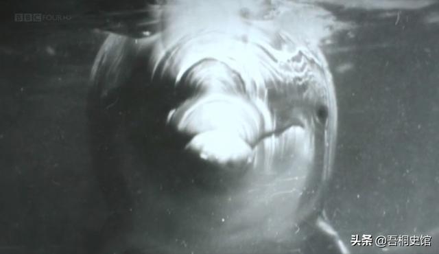 粉色海豚物种(跨物种的人豚恋)(32)