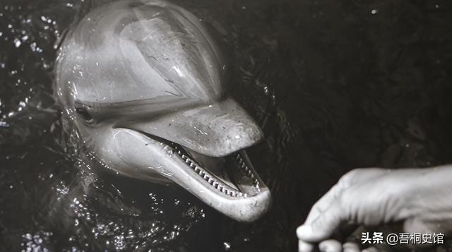 粉色海豚物种(跨物种的人豚恋)(9)