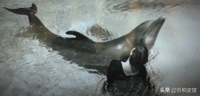 粉色海豚物种(跨物种的人豚恋)(25)