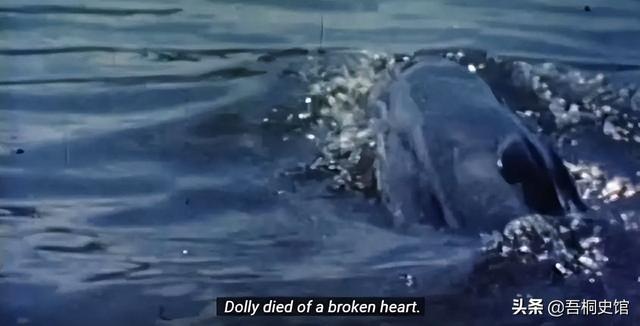 粉色海豚物种(跨物种的人豚恋)(20)