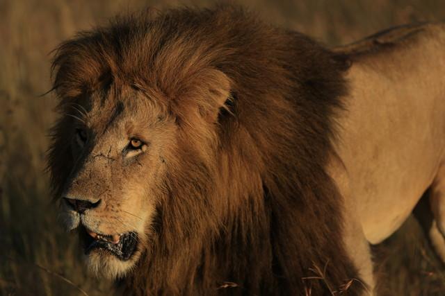 佳能最顶级的单反相机(摄影发烧友首选)(36)