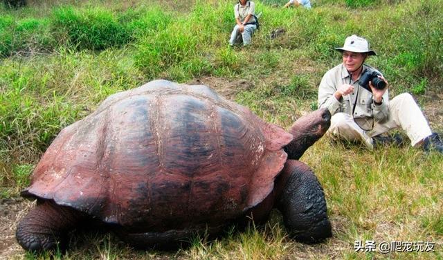加拉巴戈岛巨龟(加拉帕戈斯群岛巨龟的保护计划)(3)