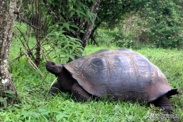加拉巴戈岛巨龟(加拉帕戈斯群岛巨龟的保护计划)(2)