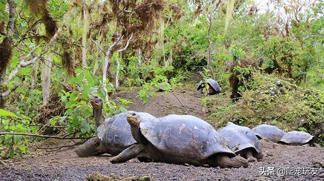 加拉巴戈岛巨龟(加拉帕戈斯群岛巨龟的保护计划)(4)