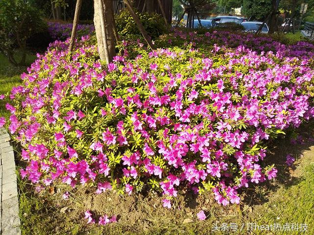 锤子坚果3和pro哪个好（坚果3评测锤子千元机的）(18)