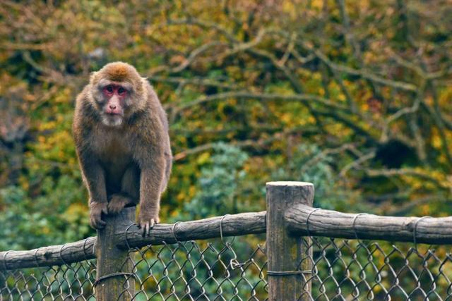 成都到峨眉山二日游路线攻略最新（14趟成都直达列车）(6)