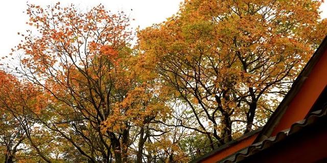 成都到峨眉山二日游路线攻略最新（14趟成都直达列车）(13)