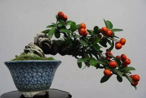 北美冬青 北美冬青