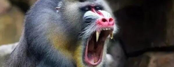 网络图片(侵删)