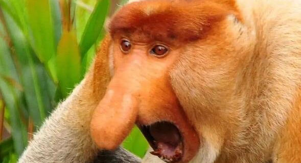 网络图片(侵删)