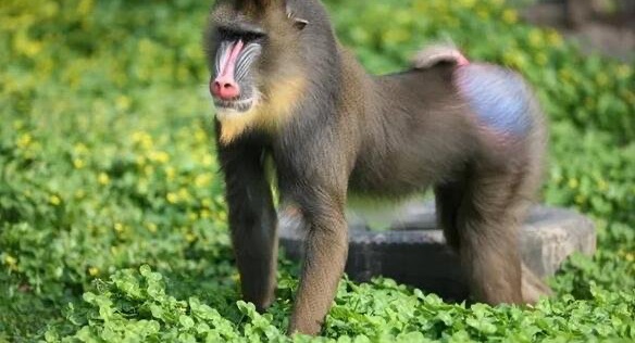 网络图片(侵删)