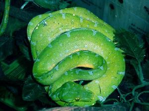 网络图片(侵删)