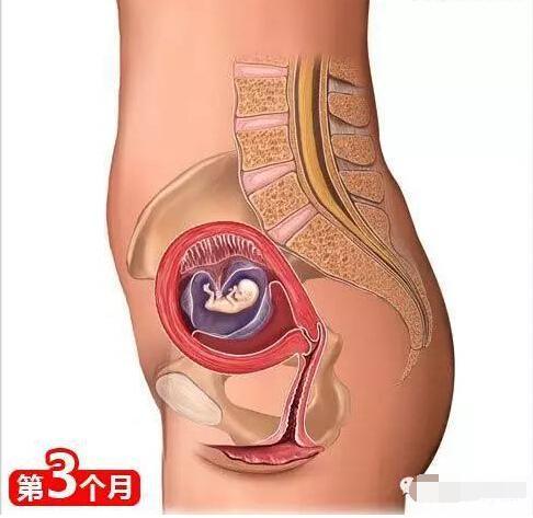 孕育知识及注意事项（非常全的孕育知识）(3)