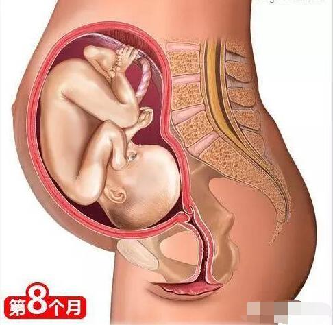 孕育知识及注意事项（非常全的孕育知识）(8)