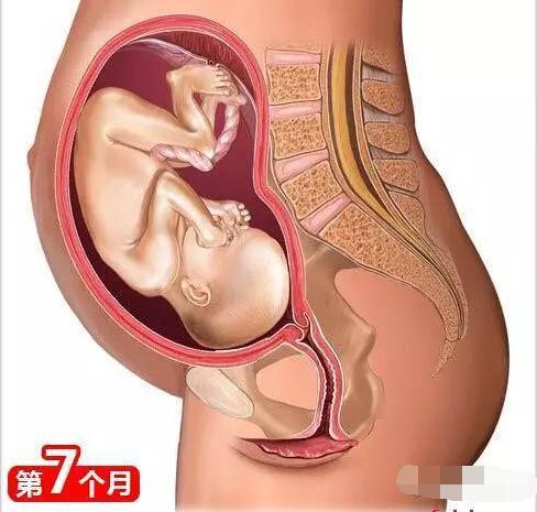 孕育知识及注意事项（非常全的孕育知识）(7)