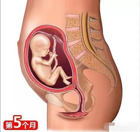 孕育知识及注意事项（非常全的孕育知识）(5)