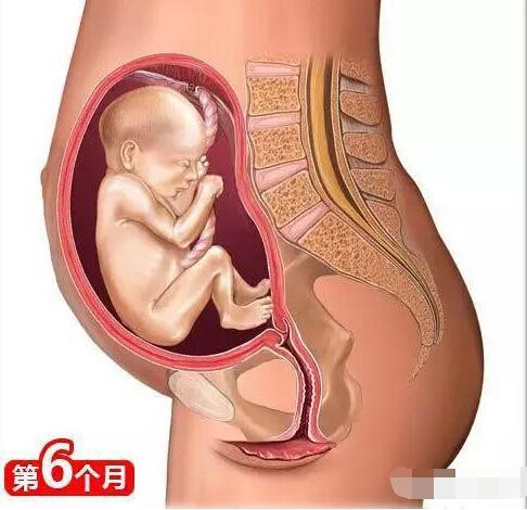 孕育知识及注意事项（非常全的孕育知识）(6)
