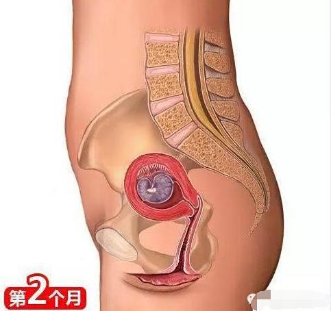 孕育知识及注意事项（非常全的孕育知识）(2)