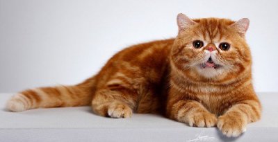 加菲猫价格多少钱一只,市场价3000到7000元左右